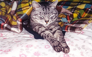 Bodhi sleeping